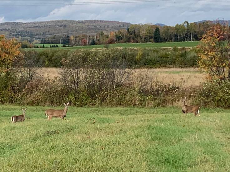 Ferme à vendre - Baie-Saint-Paul, Charlevoix (SP819)