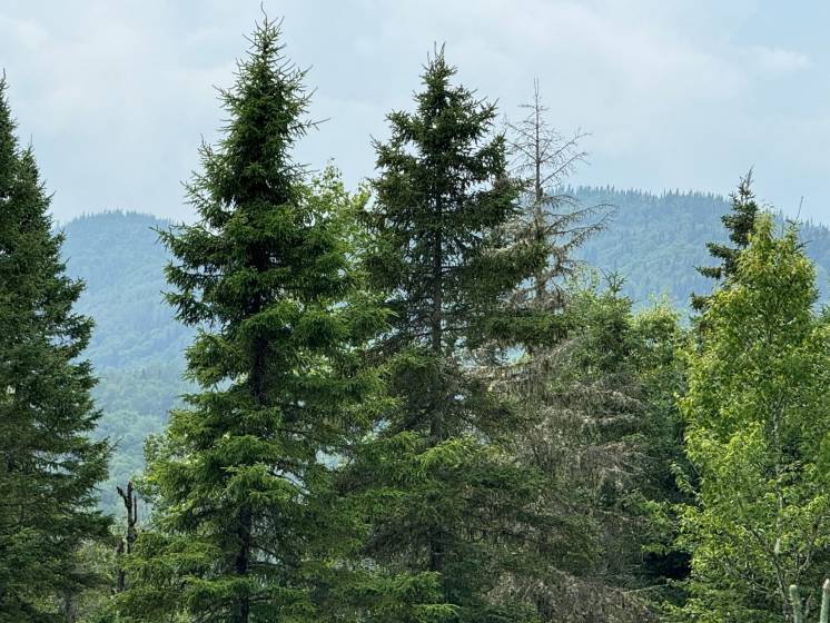 2 - Terrain et terre à vendre, Les Éboulements (Code - eb293, Charlevoix)