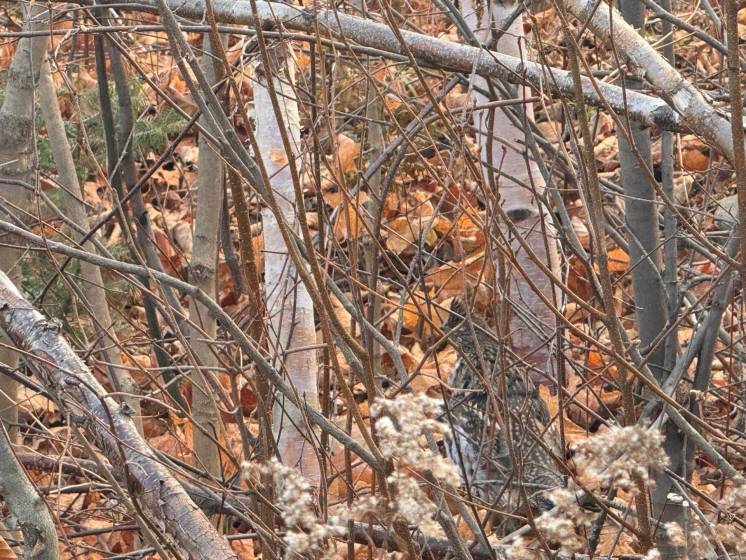 4 - Terrain et terre à vendre, Petite-Rivière-Saint-François (Code - pr837, Charlevoix)