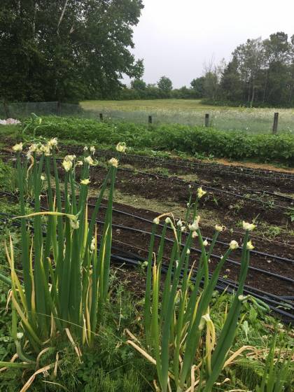 33 - Maison à vendre, Saint-Irénée (Code - si179, Charlevoix)
