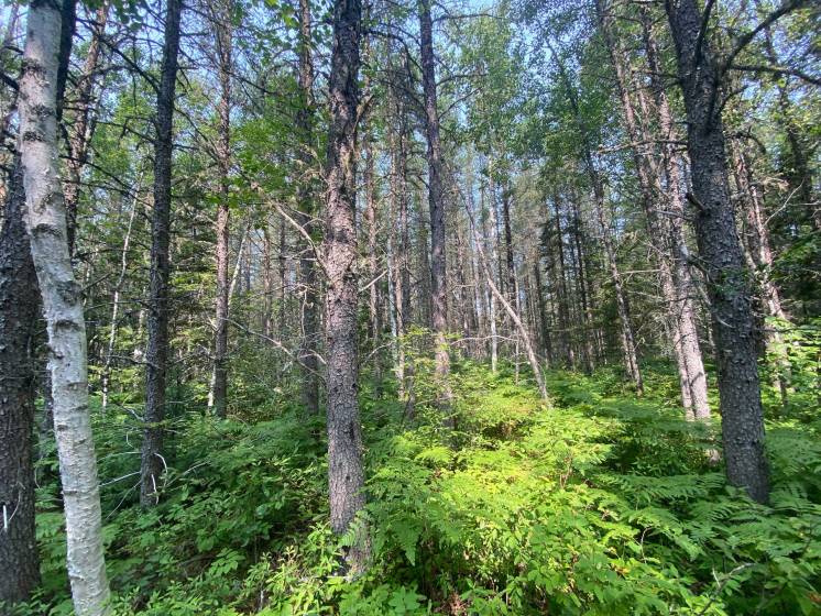 8 - Terrain et terre à vendre, Saint-Siméon (Code - ss070, Charlevoix)